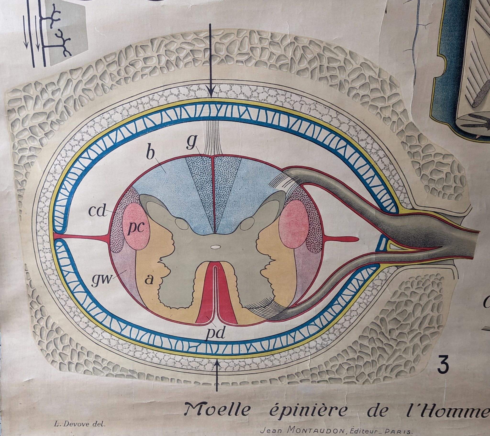 ANCIENNE GRAVURE ANATOMIE N128 corps humain cabinet de curiosité EUR 20