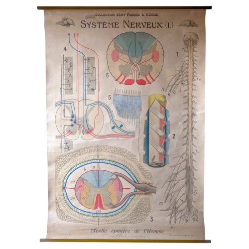 Vintage Anatomical Nerve System Chart by Remy Perrier & Cepede