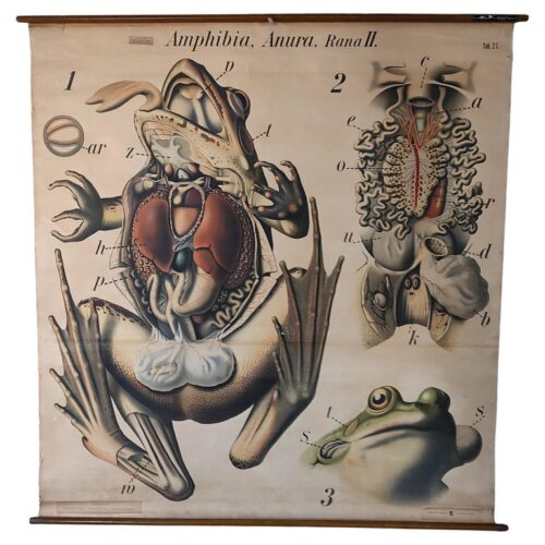 Amphibia, Anura. Rana II Zoological Chart