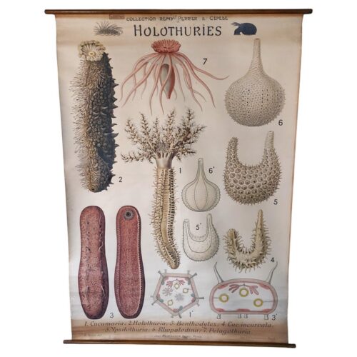 Antique Holothuries Zoological Wall Chart