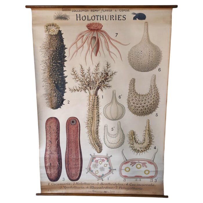 Antique Holothuries Zoological Wall Chart