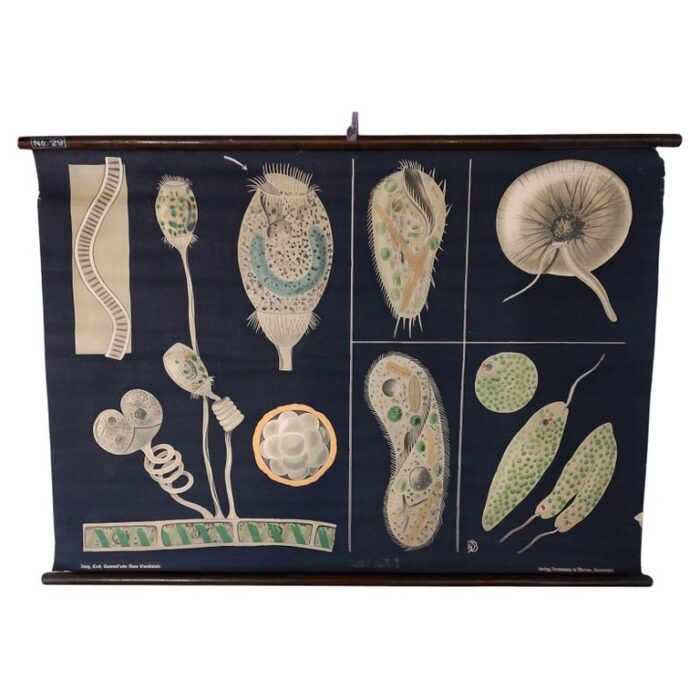 Antique Educational Wall Chart No. 29 by Jung Koch Quentell