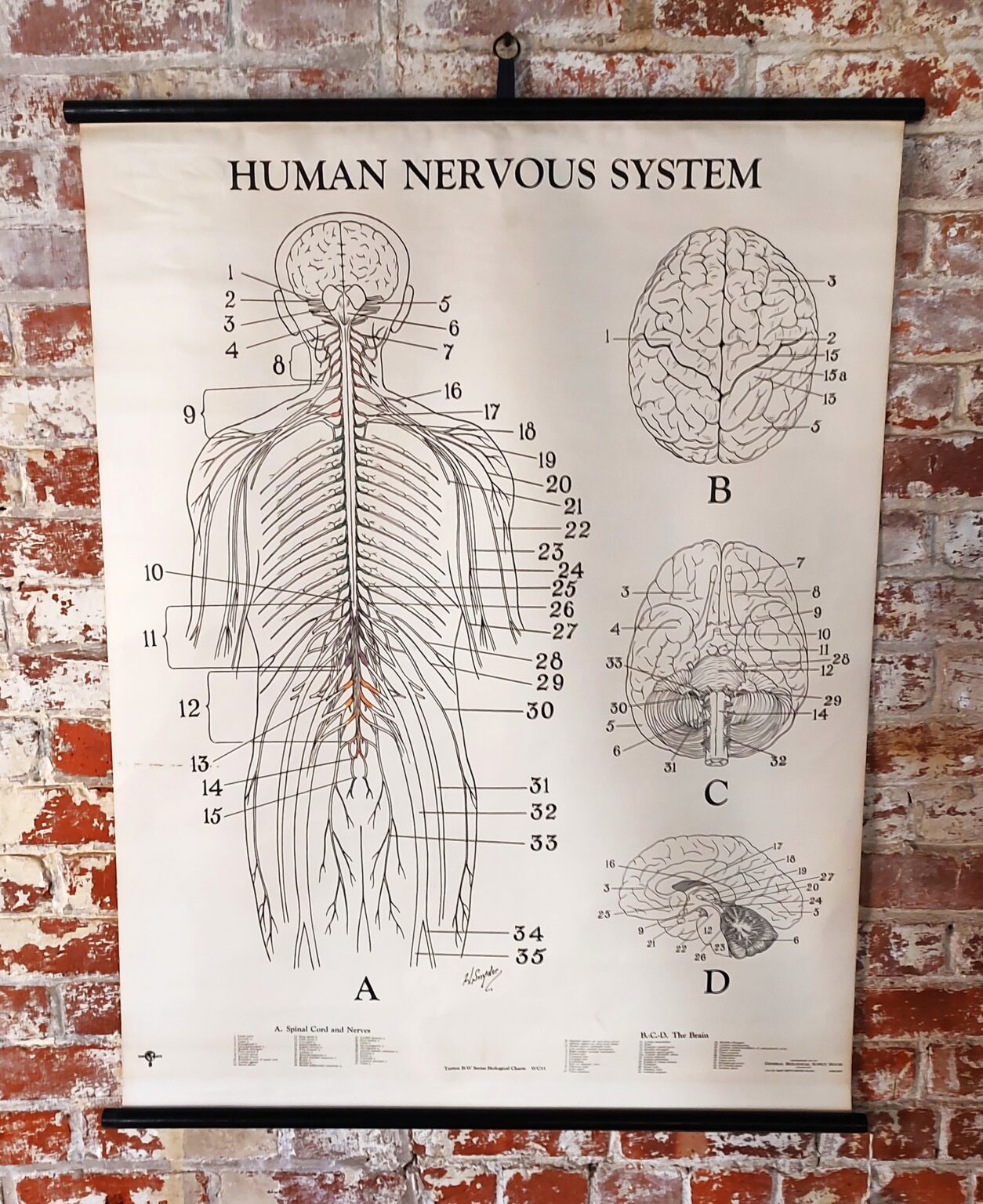 Antique Human Nervous System Biological Chart - Vintage Industrial by ...