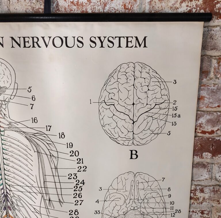 Antique Human Nervous System Biological Chart - Vintage Industrial by ...
