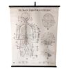 Human Nervous System Biological Chart