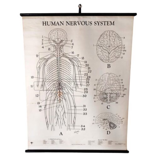 Human Nervous System Biological Chart