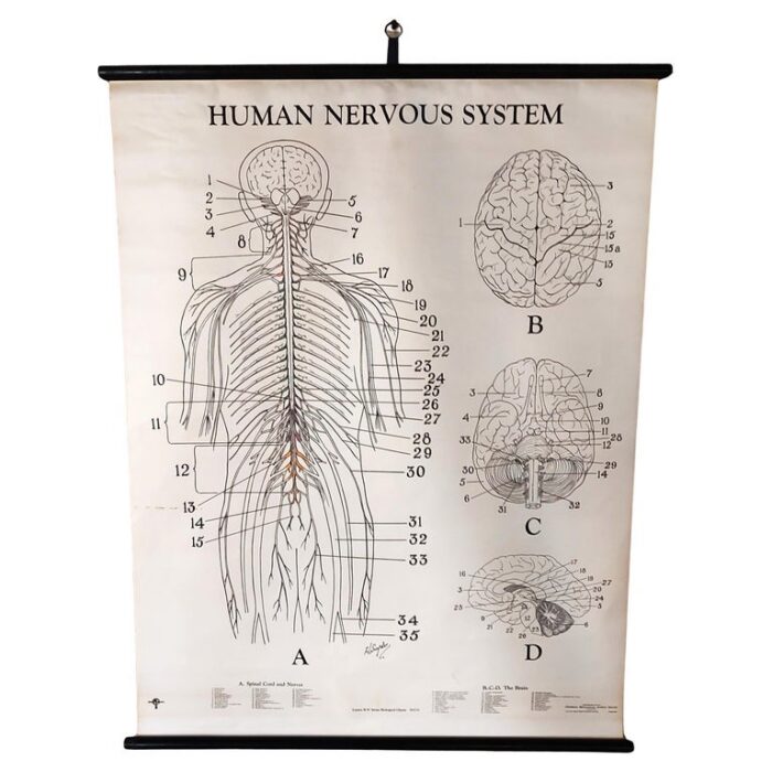 Human Nervous System Biological Chart