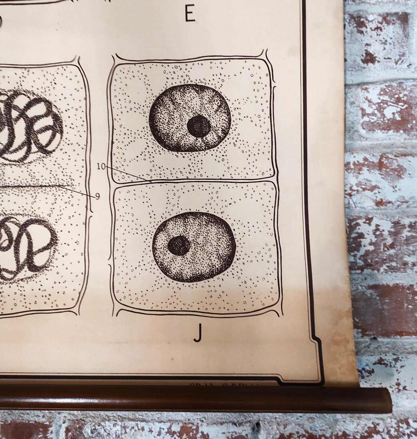 Antique General Biology Medical Chart - Vintage Industrial by Get Back, Inc