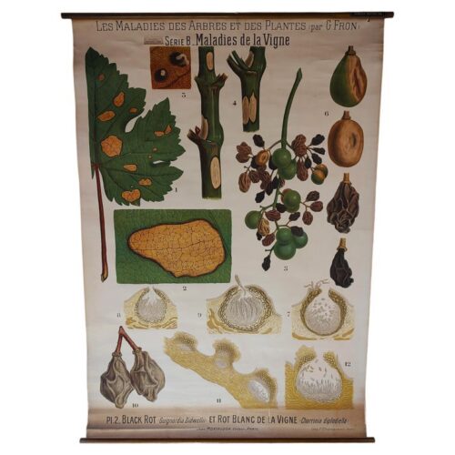 Antique Plant Maladies Botany Chart