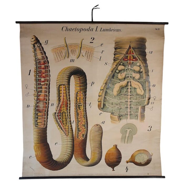 Antique Hydroza Zoological Wall Chart