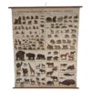 Antique Natural History Wall Chart