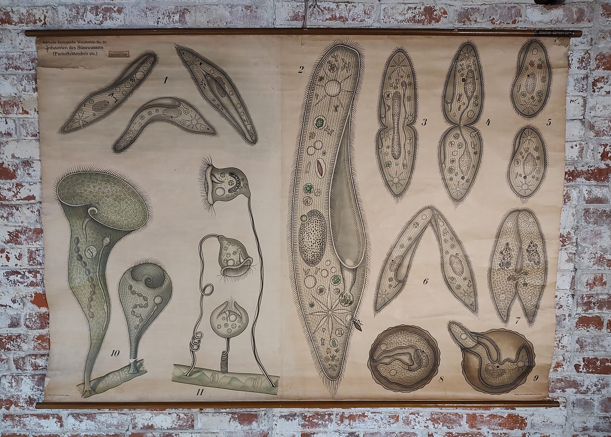 Antique Freshwater Infusorian Educational Chart - Vintage Industrial by ...