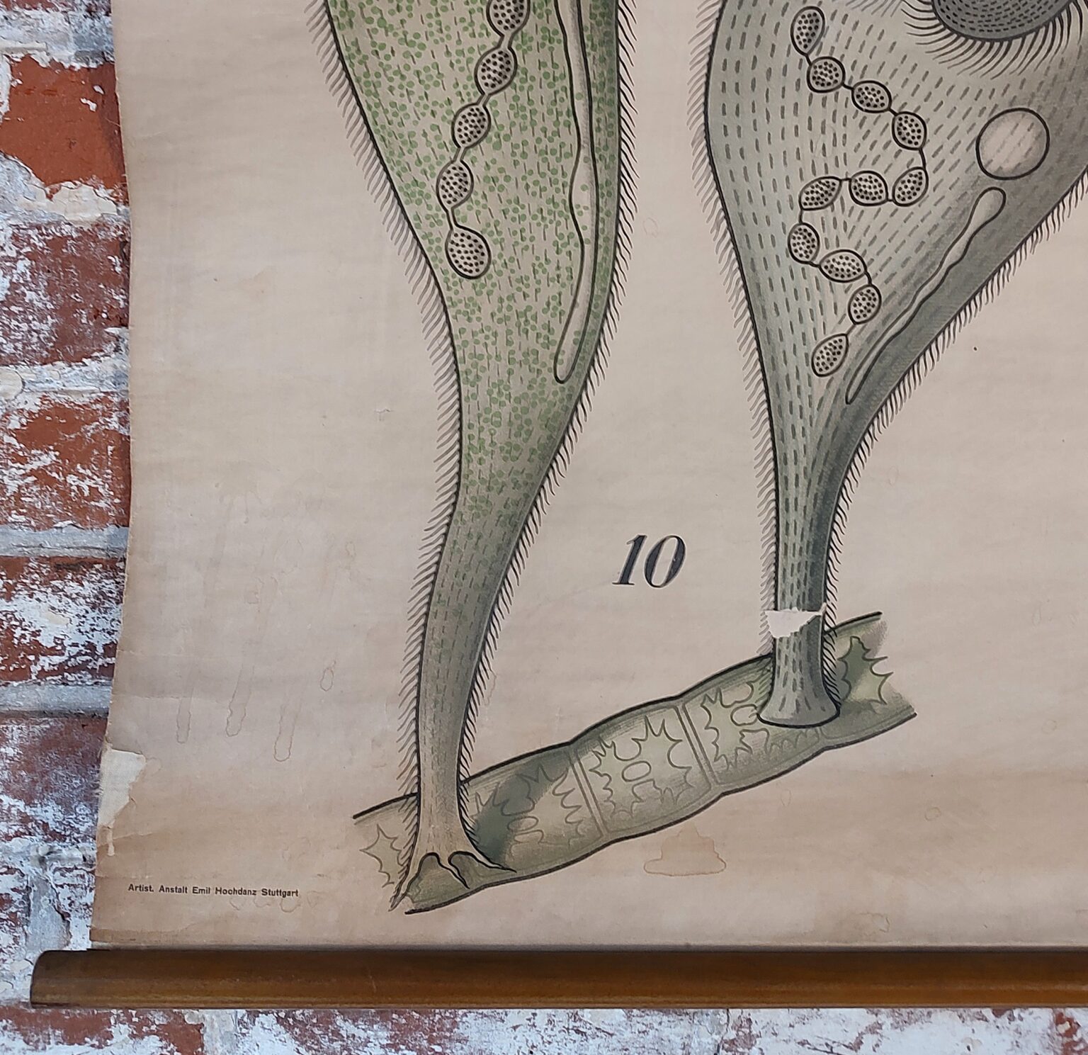 Antique Freshwater Infusorian Educational Chart - Vintage Industrial by ...