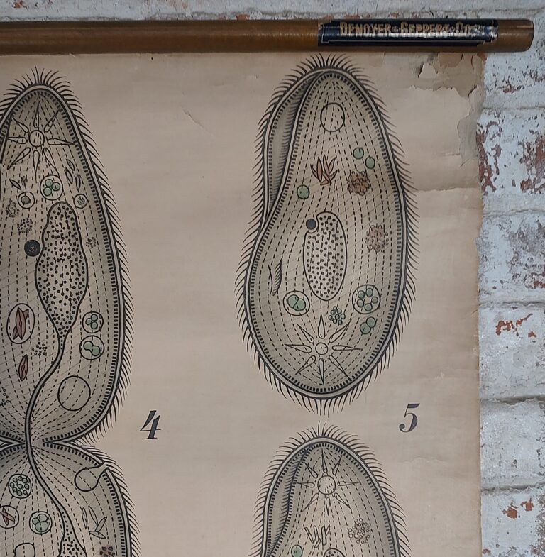 Antique Freshwater Infusorian Educational Chart - Vintage Industrial by ...