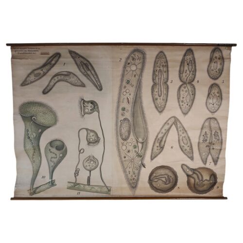Antique Freshwater Infusorian Educational Chart