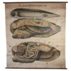 Antique Bivalve Mollusk Biology Chart