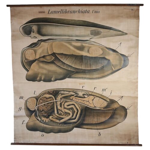 Antique Bivalve Mollusk Biology Chart