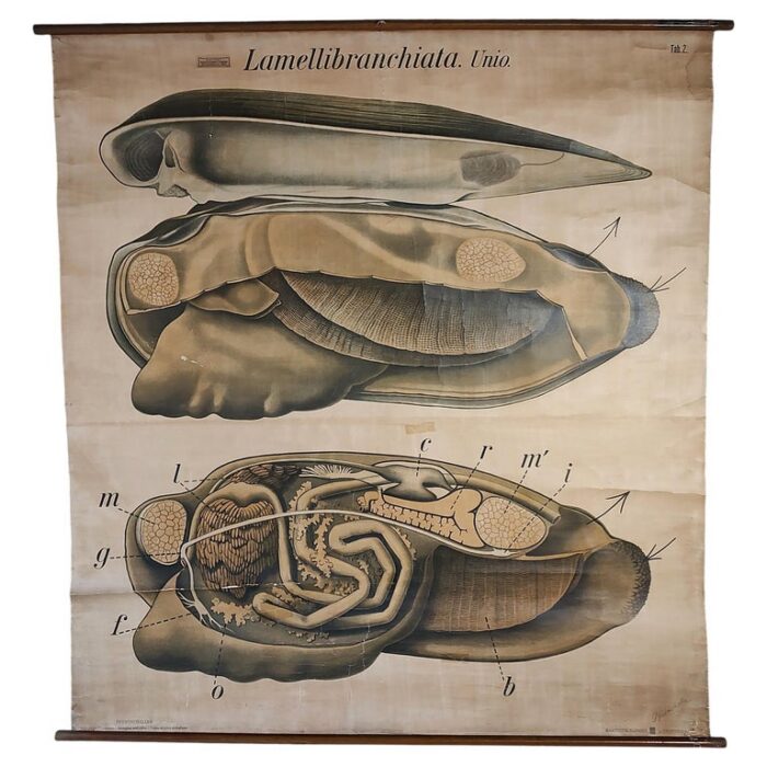 Antique Bivalve Mollusk Biology Chart