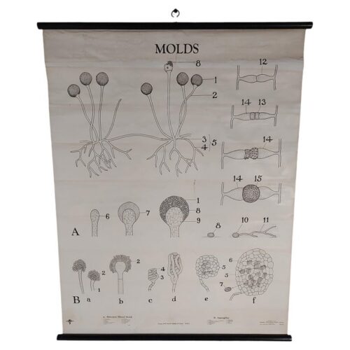 Vintage Bread Mold Biological Chart
