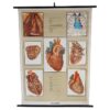 Antique Biological Heart Chart