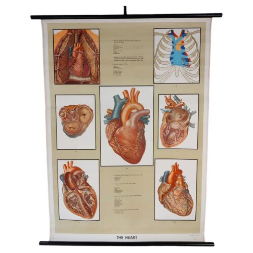 Antique Biological Heart Chart