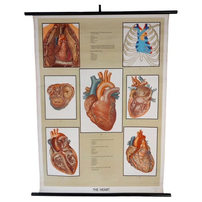 Antique Biological Heart Chart