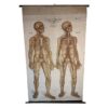 Antique Frohse Anatomical Chart