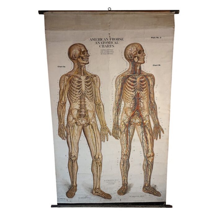 Antique Frohse Anatomical Chart