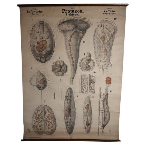 Antique Protozoa Biological Chart