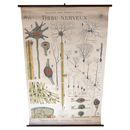 Antique Tissu Nerveux Anatomical Chart