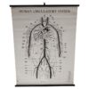 Vintage Biological Circulatory System Chart