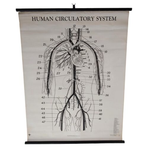Vintage Biological Circulatory System Chart