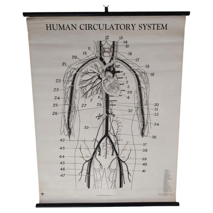 Vintage Biological Circulatory System Chart