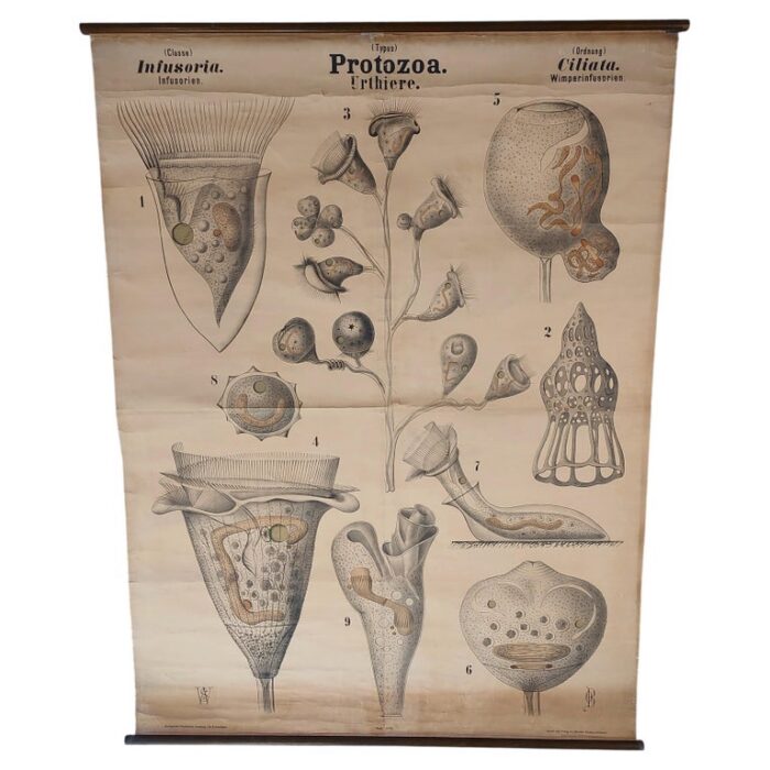 Antique Protozoa Biological Wall Chart