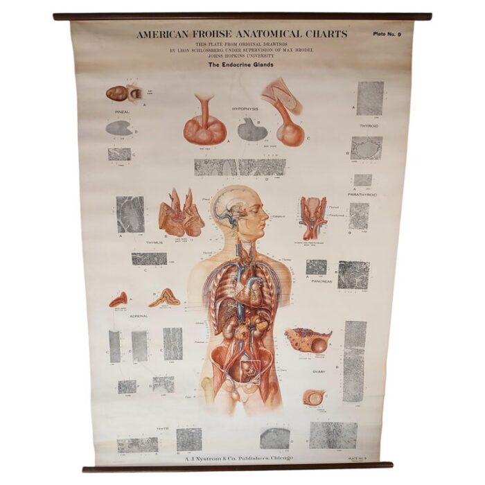 Antique Endocrine Glands Anatomical Chart