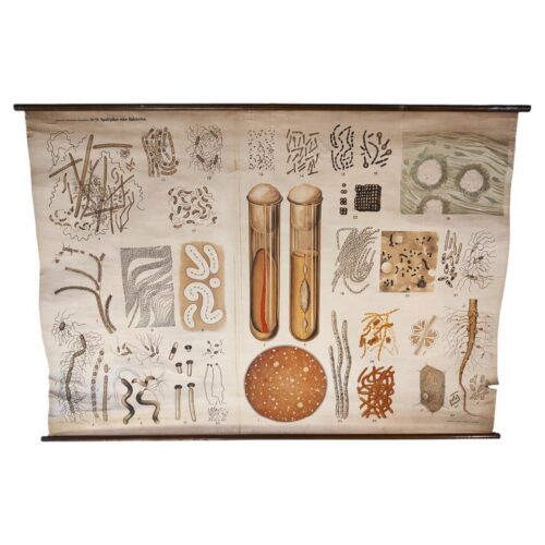 Antique Bacteria Wall Chart No. 13