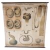 Antique Zoological Cestodes Wall Chart