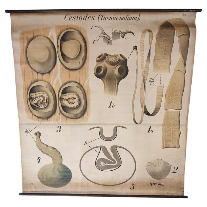 Antique Zoological Cestodes Wall Chart
