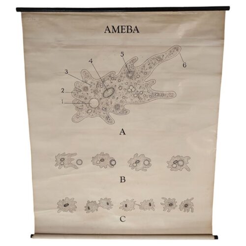 Antique Amoeba Educational Wall Chart