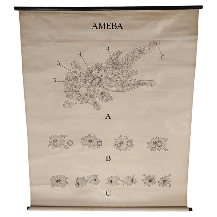 Antique Amoeba Educational Wall Chart
