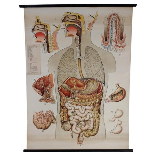 Vintage Digestive System Wall Chart