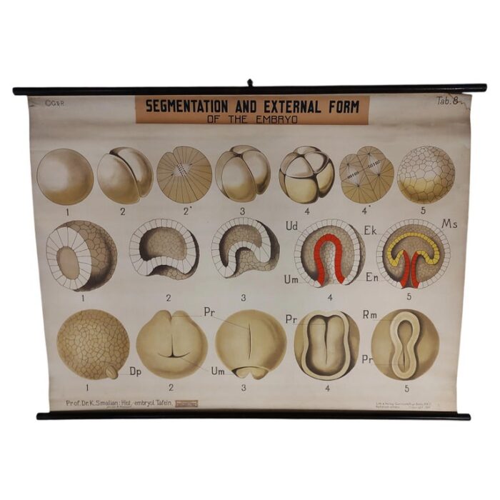 Antique Embryo Educational Wall Chart