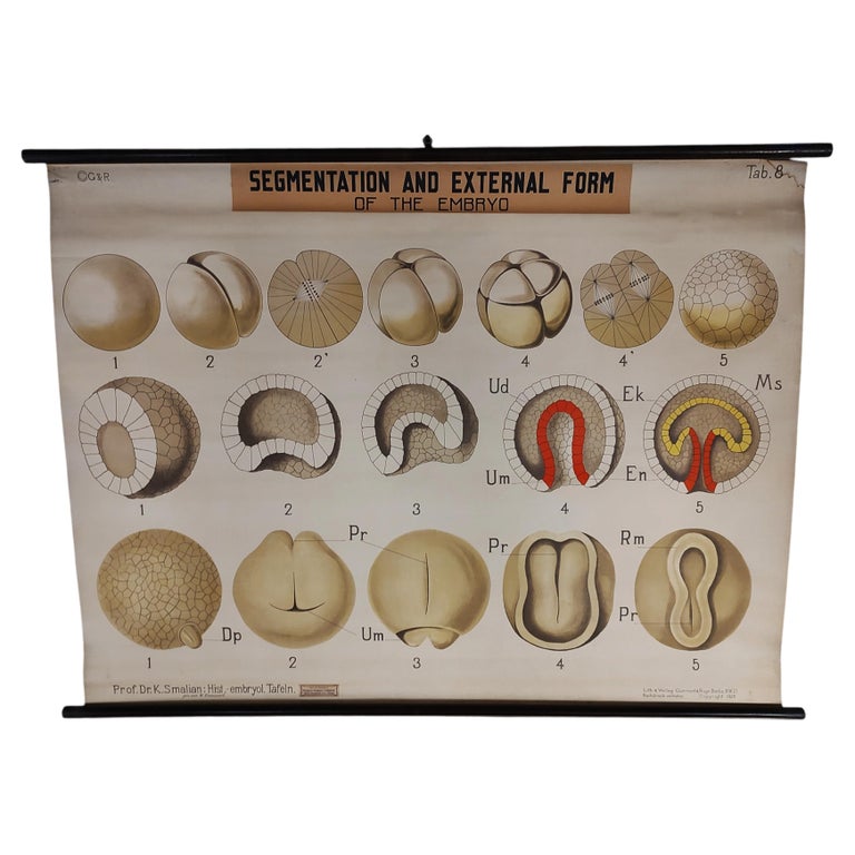 Antique Embryo Educational Wall Chart