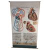 Antique Heart Anatomical Chart
