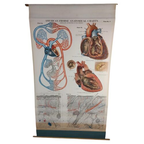 Antique Heart Anatomical Chart