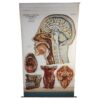 Antique Head & Neck Anatomical Chart