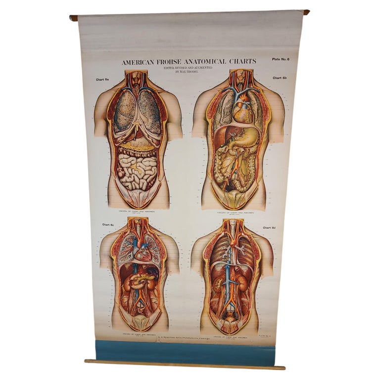 Antique Chest & Abdomen Anatomical Chart
